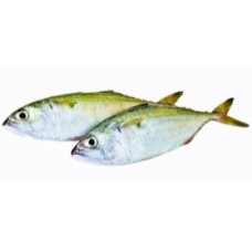 Indian Mackerel